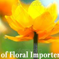 Association of Floral Importers of Florida